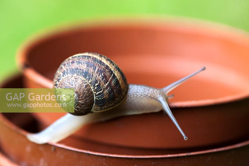 Helix aspersa - Garden snail on flowerpot