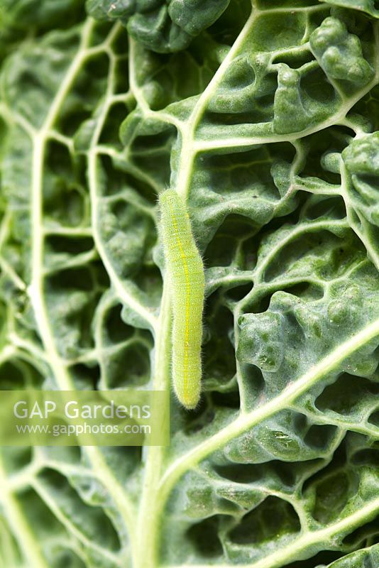 Pieris rapae - Small or Garden white Cabbage caterpillar on cabbage leaf