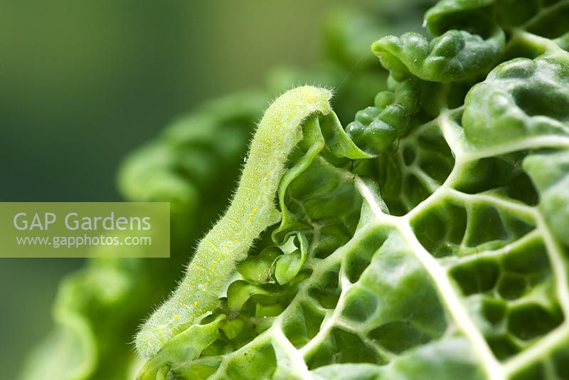 Pieris rapae - Cabbage white butterfly larva on cabbage leaf