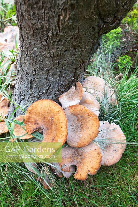 Armillaria mellea - Honey Fungus growing at base of apple tree