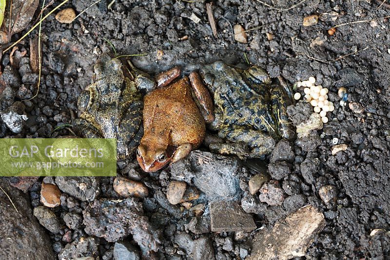 Rana temporaria - Common Frogs. Three hiding under stone in garden