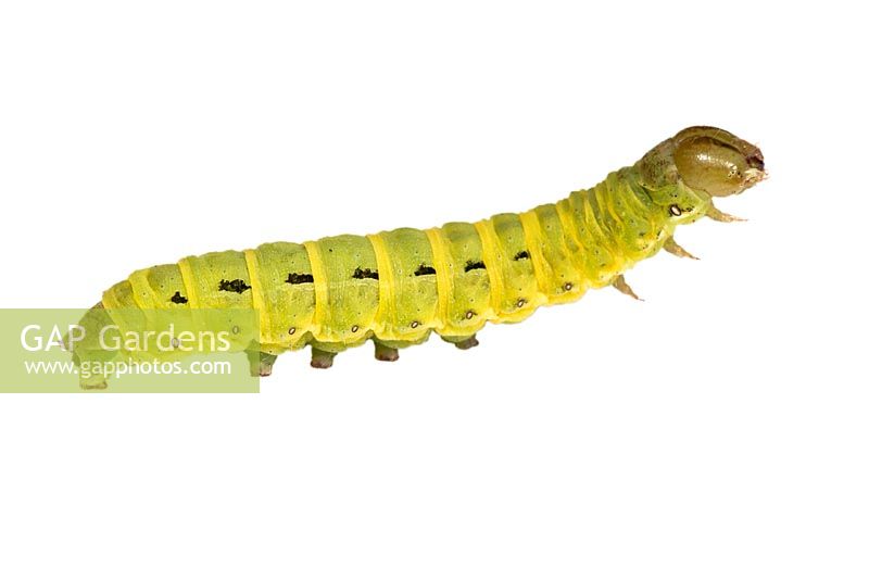 Noctua pronuba - Cutworm or Large Yellow Underwing larva 