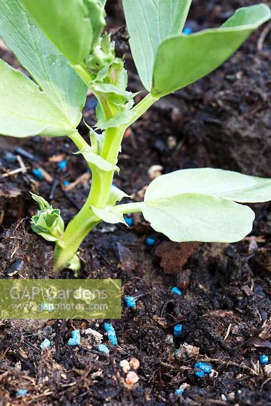 Slug pellets to protect bean seedlings