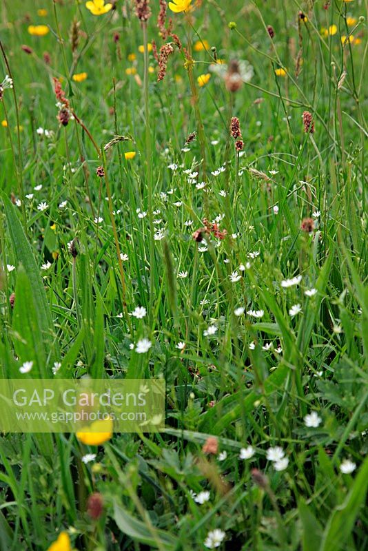 Stellaria palustris - Marsh Stitchwort growing in a wet meadow in Devon