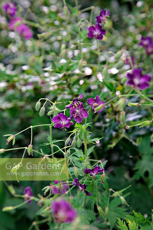 Geranium phaeum var phaeum Black flowered syn. Geranium phaeum 'Mourning Widow' syn. Geranium phaeum 'Lady in Mourning'
