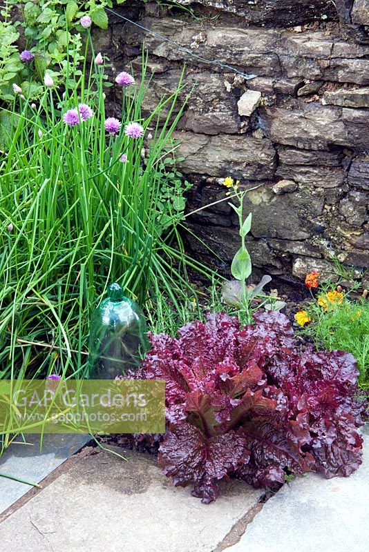 Herbs and vegetables - Lettuce 'Lollo Rossa' and Allium schoenoprasum