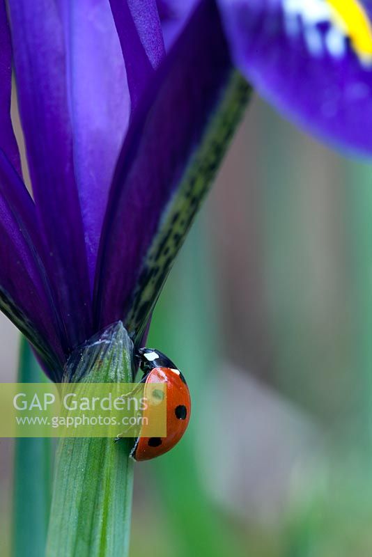 Ladybird climbing up Iris reticulata  