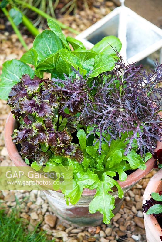 A pot with mixed, purple and green themed lettuce leaves -  Mustard 'Red Frills', Pak Choi, Oak Leaf lettuce 'Cocarde' and Lettuce 'Perilla Red' - Japanese Basil