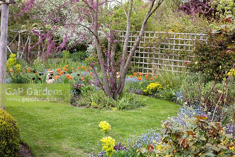 Early summer garden incorporating mixed Tulipa, Euphorbia and Myosotis sylvatica in borders around landscaped lawn. Brickwall Cottages, Frittenden, Kent