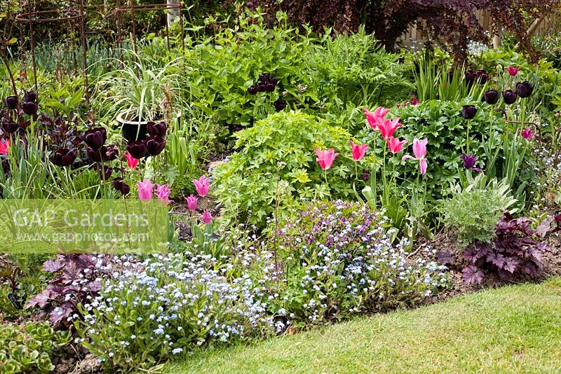 Early summer border including mixed Tulipa and Myosotis sylvatica. Brickwall Cottages, Frittenden, Kent