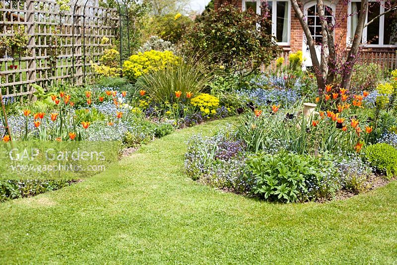 Early summer garden incorporating mixed Tulipa, Euphorbia and Myosotis sylvatica borders around landscaped lawn. Brickwall Cottages, Frittenden, Kent