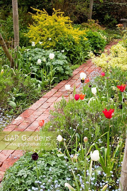 Small brick path leading through early summer borders of mixed Tulipa and Myosotis sylvatica. Brickwall Cottages, Frittenden, Kent