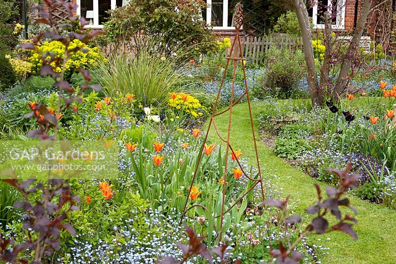 Early summer garden incorporating mixed Tulipa, Euphorbia and Myosotis sylvatica borders around landscaped grass pathway. Brickwall Cottages, Frittenden, Kent