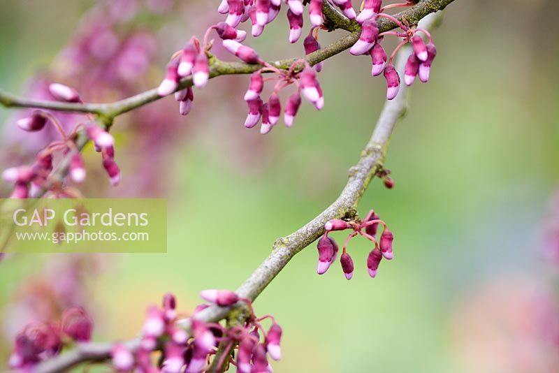 Cercis siliquastrum - Judas Tree  in bud at Brickwall Cottages, Frittenden, Kent