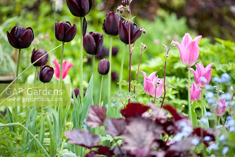 Tulipa 'Queen of the Night' and 'Maytime' in mixed border. Brickwall Cottages, Frittenden, Kent