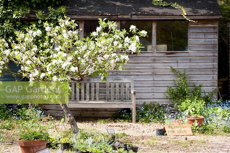 Malus sp. in blossom with wooden seat and shed behind. Brickwall Cottages, Frittenden, Kent