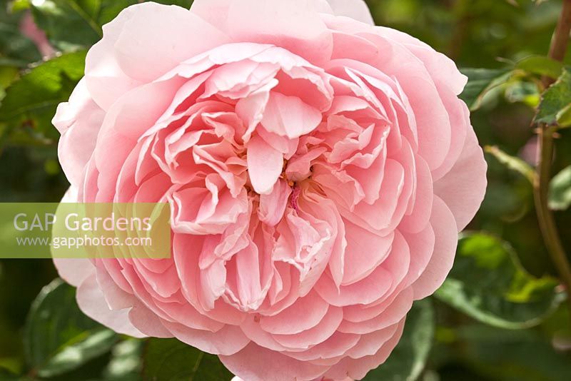 Rosa 'The Alnwick Rose'  in June at David Austin Rose Gardens, Shropshire, England UK