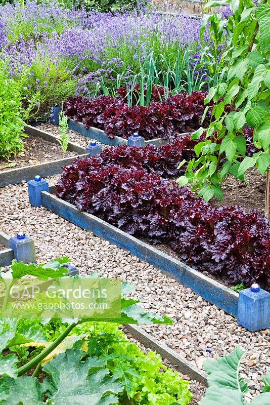 Lettuces 'Bijou' and leeks in raised beds - Sedbury Park Secret Garden, Orchard House, Sedbury Park, Monmouthshire
