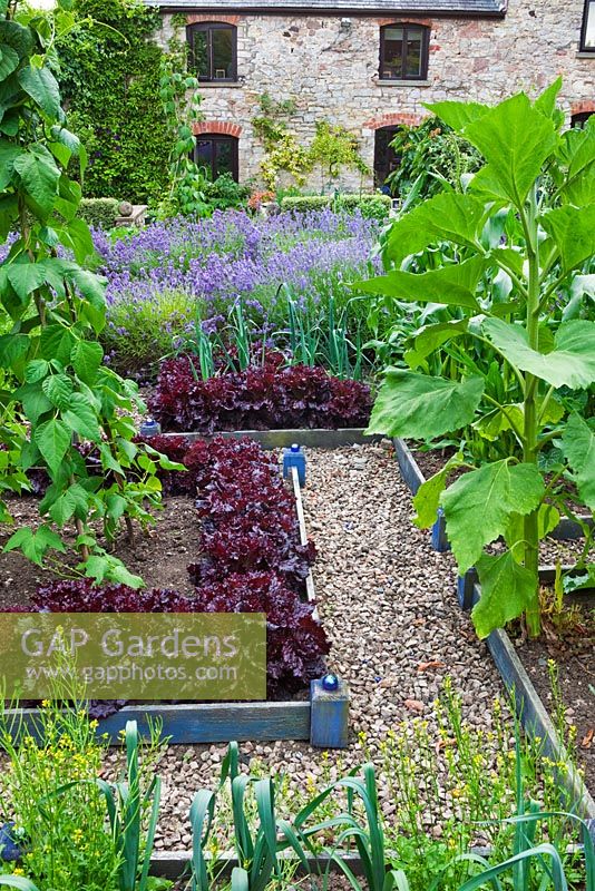 Runner beans, Leeks, Lettuce 'Bijou', Lavandula angustifolia 'Munstead' in walled vegetable garden - Sedbury Park Secret Garden, Orchard House, Sedbury Park, Monmouthshire