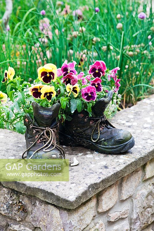 Pansies growing in old walking boots - Sedbury Park Secret Garden, Orchard House, Sedbury Park, Monmouthshire
