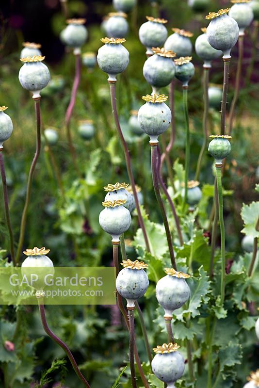 Seedheads of Papavar somniferum 'Paeoniiflorum Group' - Sedbury Park Secret Garden, Orchard House, Sedbury Park, Monmouthshire