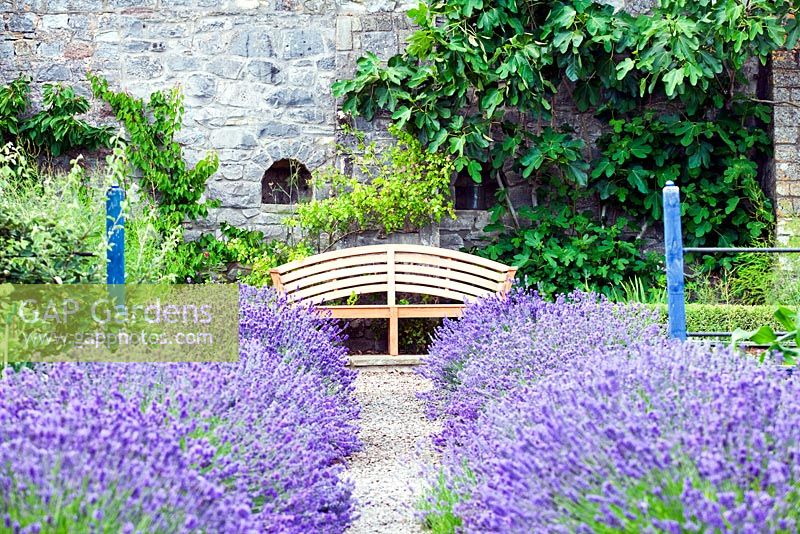 The walled vegetable garden with Lavandula angustifolia 'Munstead' and fig growing against wall - Sedbury Park Secret Garden, Orchard House, Sedbury Park, Monmouthshire