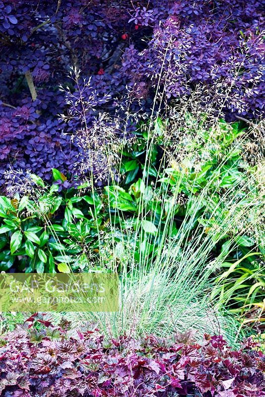 Stipa gigantea, Cotinus coggygria 'Royal Purple', Magnolia grandiflora and Heuchera villosa 'Palace Purple - Sedbury Park Secret Garden, Orchard House, Sedbury Park, Monmouthshire