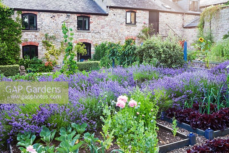Walled vegetable garden with Lavandula angustifolia 'Munstead', Lettuces 'Bijou' and Papavar somniferum 'Paeoniiflorum Group' - Sedbury Park Secret Garden, Orchard House, Sedbury Park, Monmouthshire