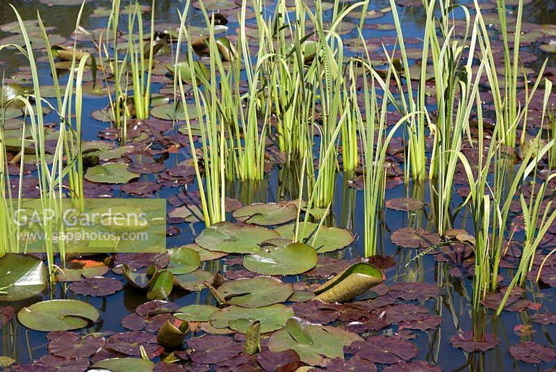 Nymphaea and Typha