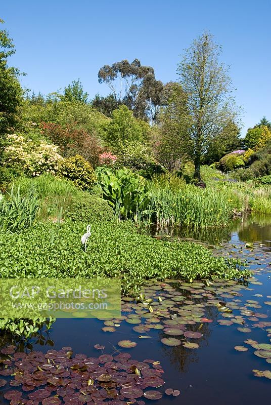 Lake with water lilies and other aquatic plants, surrounded by banks of mature trees and shrubs - Glenwhan Gardens, near Stranraer, Wigtownshire