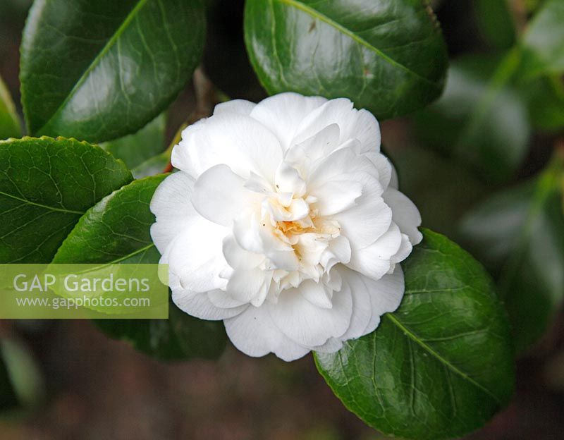 Camellia japonica 'Nobilissima'