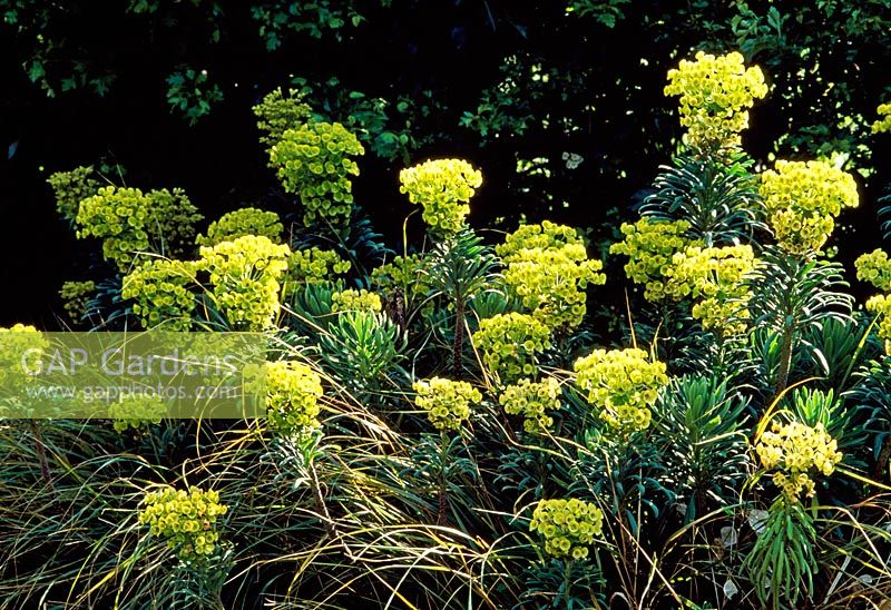 Euphorbia 'John Tomlinson'