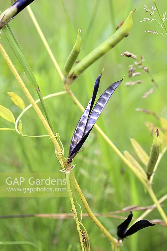Vicia cracca - Tufted Vetch seed pod in July 