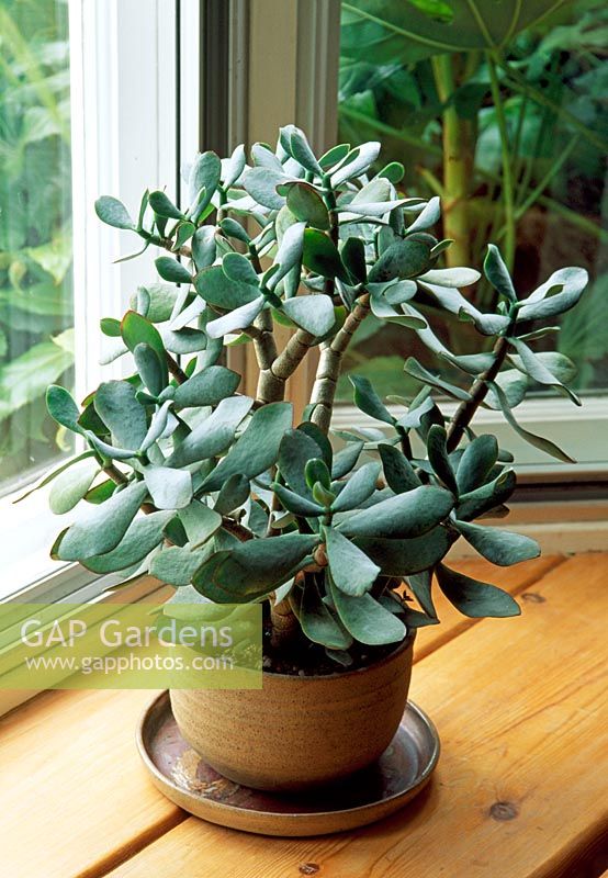 Crassula ovata - Jade plant on window ledge