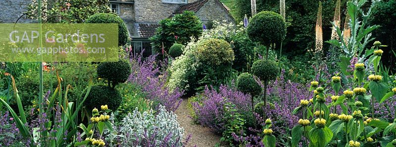 Early summer perennials, topiary and shrubs including Allium, Nepeta, Phlomis, Eremurus, Clematis and Nectaroscordum border a gravel path at Goulters Mill Farm, Wiltshire