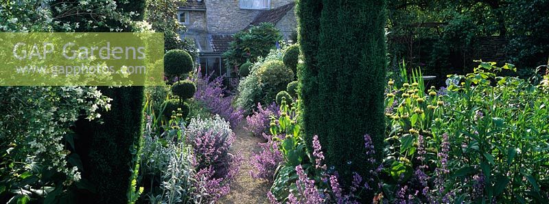 Early summer perennials, topiary and shrubs including Philadelphus, Nepeta, Taxus, Buxus, Phlomis, Allium and Clematis border a gravel path at Goulters Mill Farm, Wiltshire