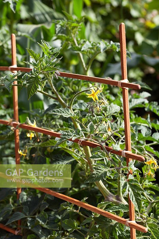Tomato plant supported by a wooden frame. 'Food 4 Thought' - Gold Medal Winner - RHS Hampton Court Flower Show 2010 