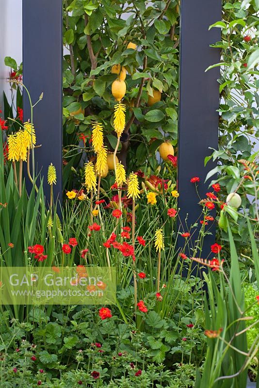 Hor border planting with citrus fruits and Kniphofia. 'Food 4 Thought' - Gold Medal Winner - RHS Hampton Court Flower Show 2010 
  