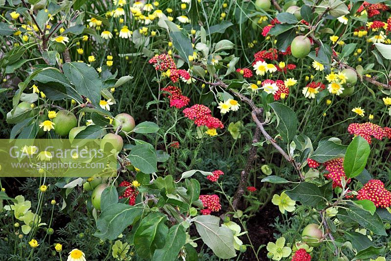 Step over Malus - Apples and Achillea - Yarrow. 'Food 4 Thought' - Gold Medal Winner - RHS Hampton Court Flower Show 2010 