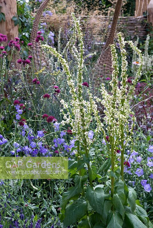 Verbascum chaixii 'Album' with Campanula persicifolia and Knautia macadonica. 'It's Only Natural' - Silver Gilt Medal Winner - RHS Hampton Court Flower Show 2010 