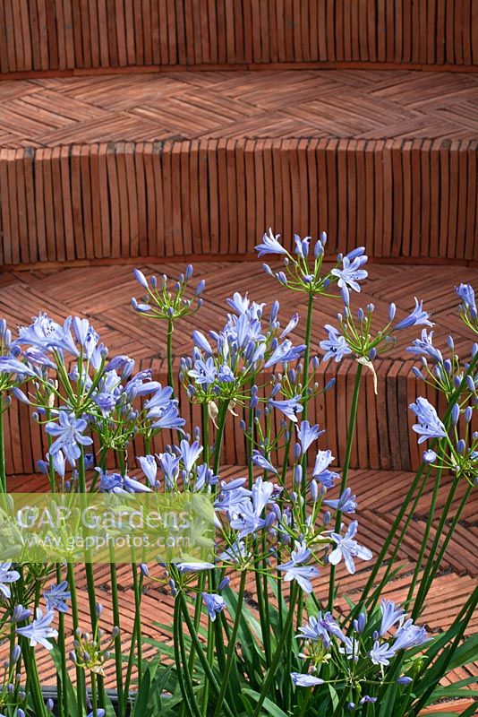 Agapanthus 'Blue Cloud'  and herringbone terracotta tiled steps. 'The Garden Lounge' - Silver Gilt Medal Winner - RHS Hampton Court Flower Show 2010 