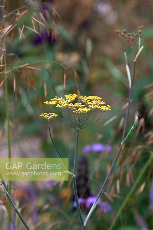Foeniculum vulgare and Stipa gigantea. 'The Fire Pit Garden' - Silver Medal Winner - RHS Hampton Court Flower Show 2010 
