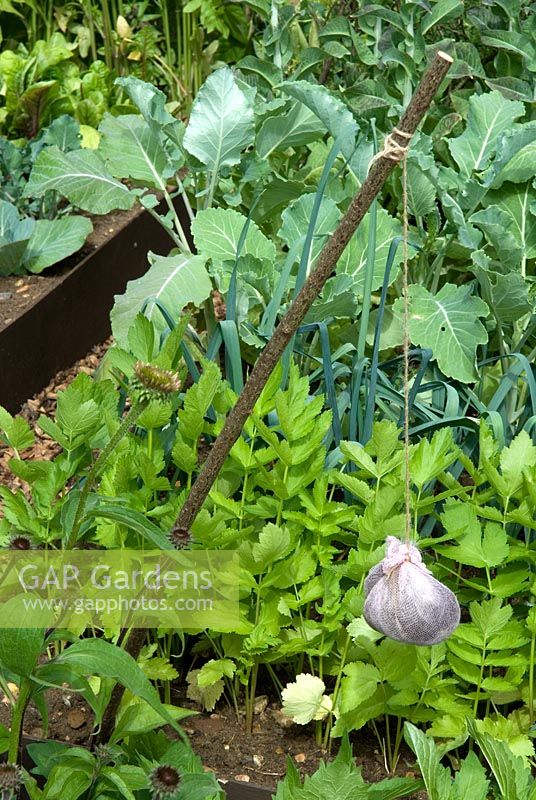 Net bag containing human hair suspended in vegetable plot, the scent supposedly warding off pests. 'Shakespeare's Allotment' - Bronze Medal Winner - RHS Hampton Court Flower Show 2010