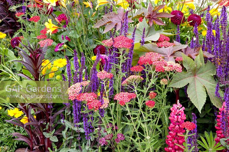 Achillea, Hemerocallis 'Corky' and Salvia nemorosa 'Caradonna'. 'Much ado about nothing' - Silver Gilt Medal winner - RHS Hampton Court Flower Show 2010 
 