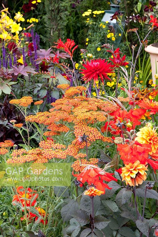 Achillea 'Walter Funcke' and Dahlia. 'Much ado about nothing' - Silver Gilt Medal winner - RHS Hampton Court Flower Show 2010 
 