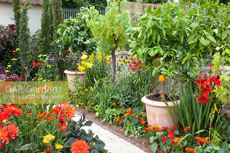 Path through colourful borders of Dahlia, Hemerocallis and Salvia. Citrus trees in pots. 'Much ado about nothing' - Silver Gilt Medal winner - RHS Hampton Court Flower Show 2010 
 