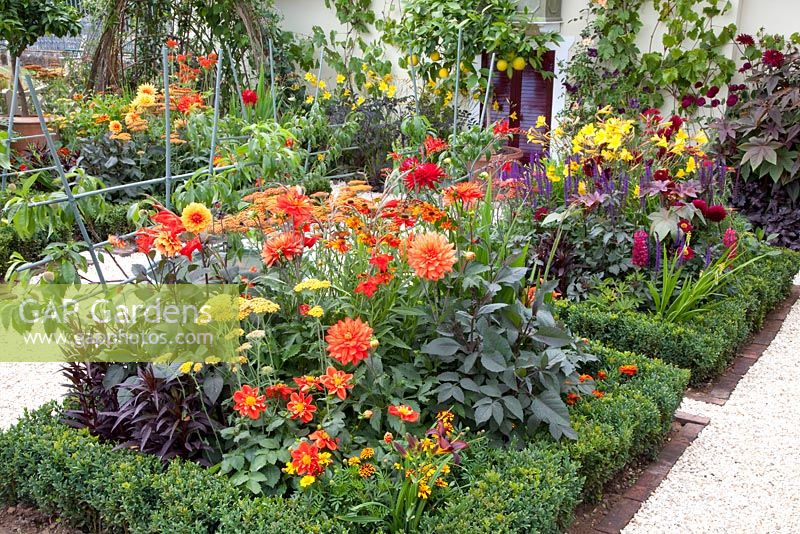 Beds of Dahlias, Achillea, Hemerocallis 'Corky' and Salvia nemorosa 'Caradonna', edged with clipped box - Much Ado About Nothing, Silver Gilt medal winner at RHS Hampton Court Flower Show 2010
