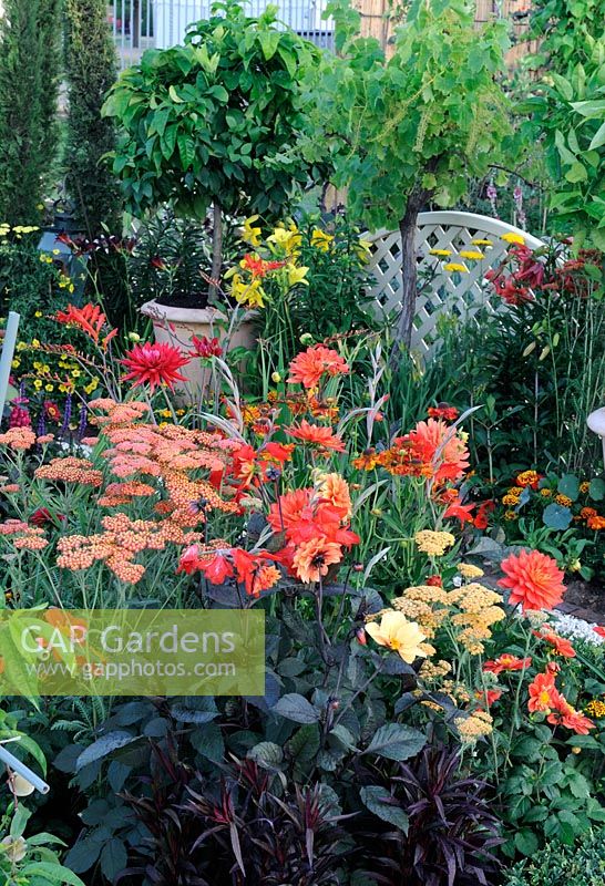 Colourful Late summer planting of Achillea, Dahlia, Crocosmia and Lilium. 'Much Ado About Nothing' - Silver Gilt Medal winner - RHS Hampton Court Flower Show 2010 