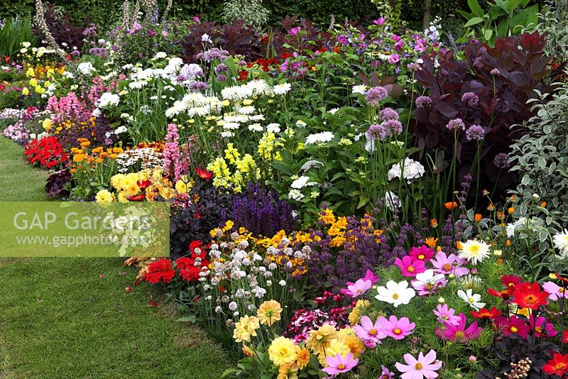 Border on edge of lawn of Allium, Cosmos, Dahlia, Salvia, Anthemis, Gaillardia, Heuchera and Cotinus - 'Birchfield', Silver medal winner, RHS Hampton Court Flower Show 2010 
 