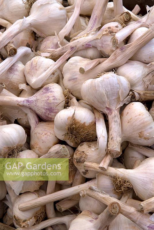 Dried bulbs of new Garlic variety 'Albigensian Wight' - The Garlic Farm, RHS Hampton Court Flower Show 2010